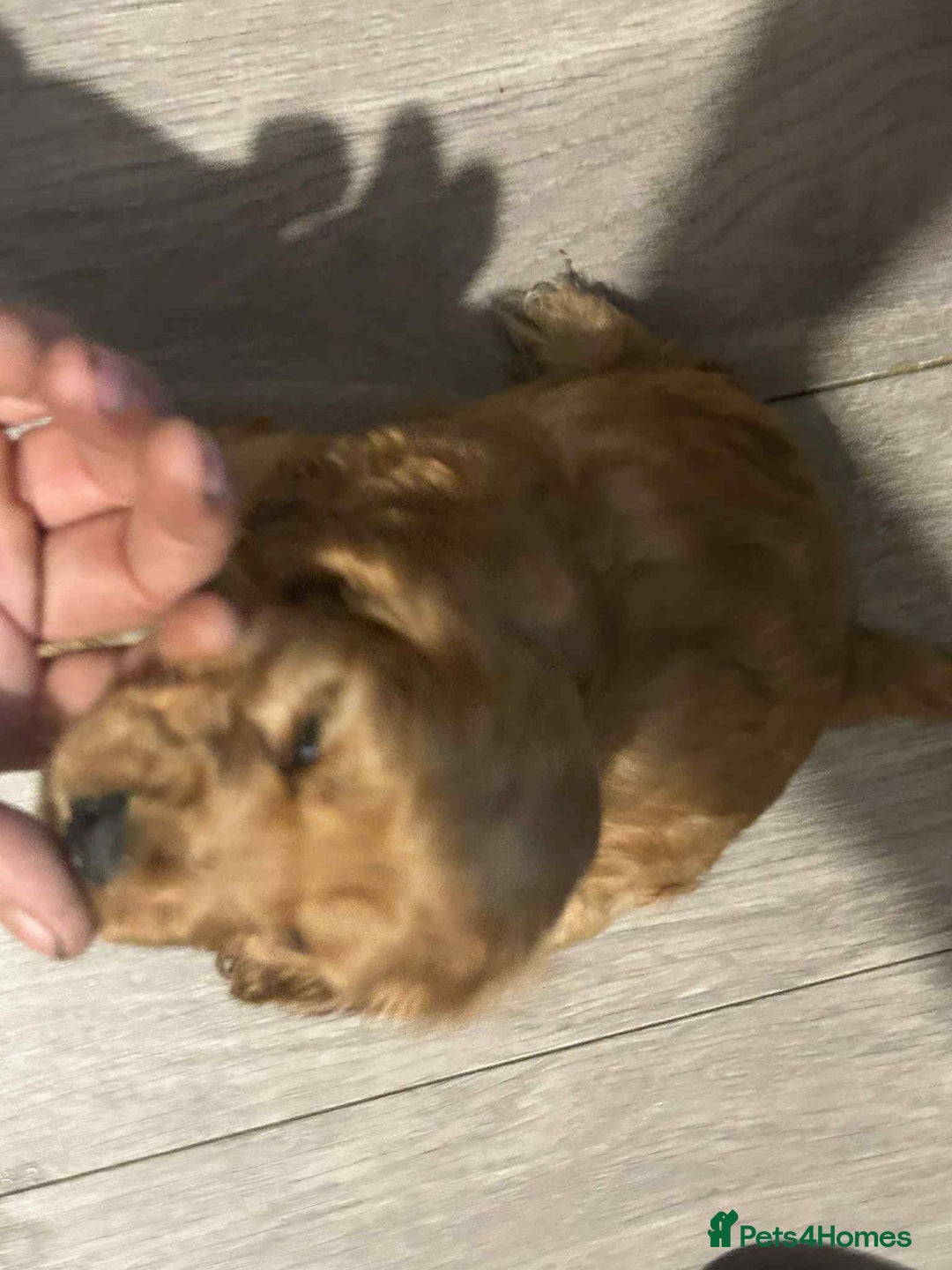 Cockapoo dogs for sale: 5 beautiful cockapoo's - Image 18