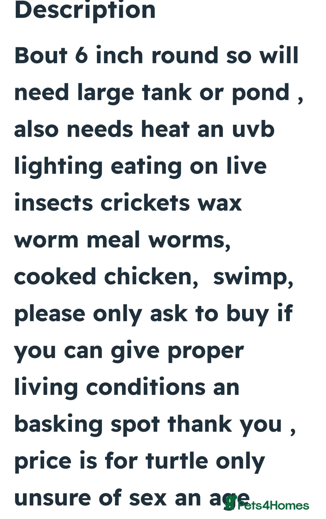 Terrapin reptiles for sale: Turtle  - Advert 4