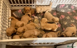 Golden Retriever dogs for sale: Ready Now Golden Retriever Puppies - Image 13