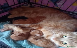 British Longhair cats for sale: 3 longhaired ginger kittens  - Image 9