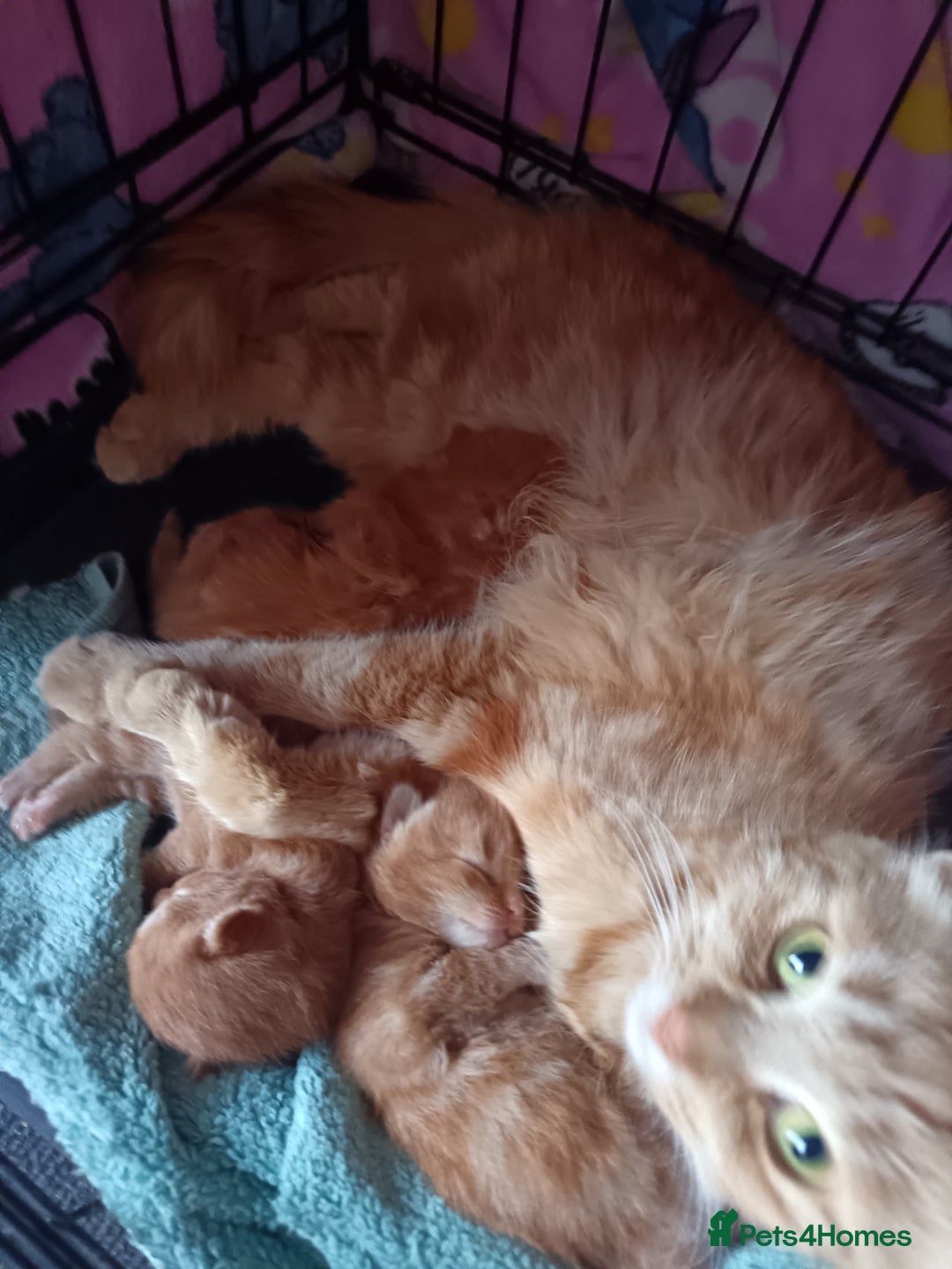 British Longhair cats for sale: 3 longhaired ginger kittens  - Image 9