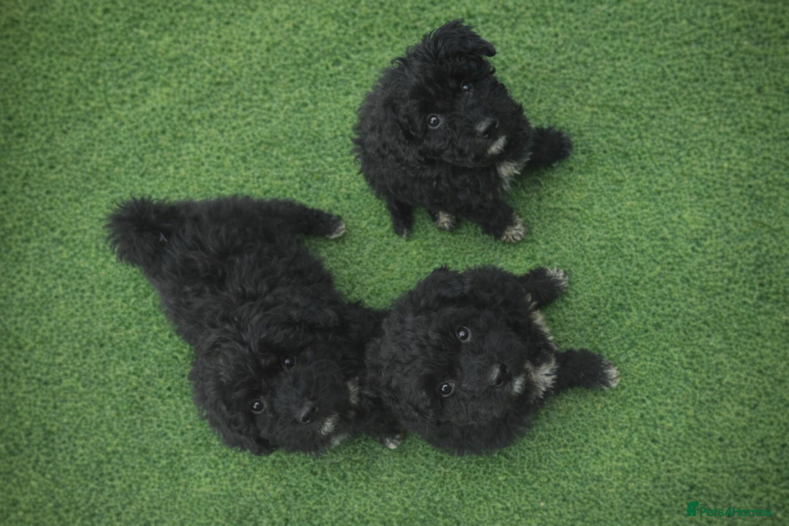 Mixed Breed dogs Poodle x pyreneese  puppies health tested  - Advert 2