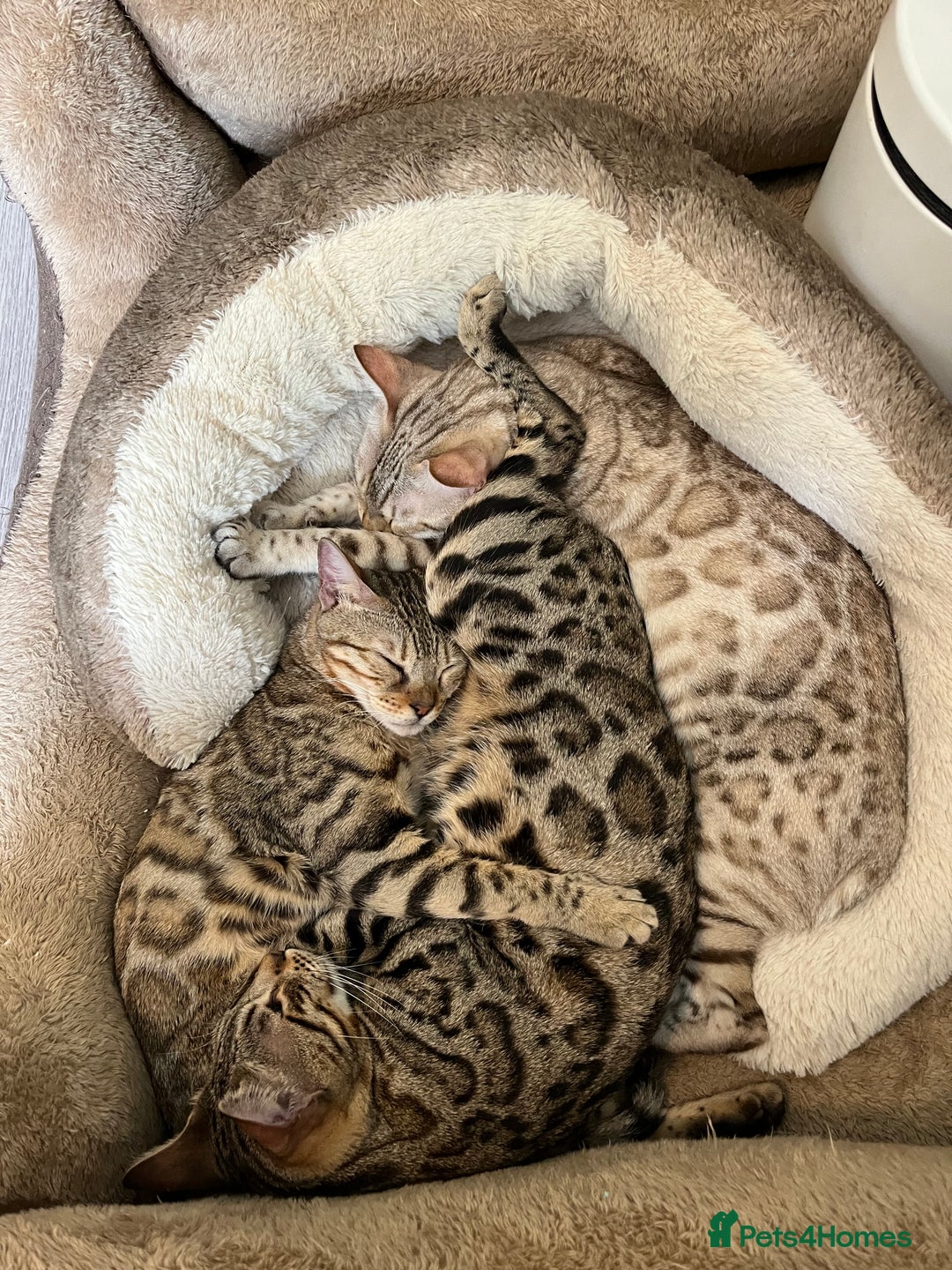 Bengal cats for sale: Beautiful bengals - Image 5
