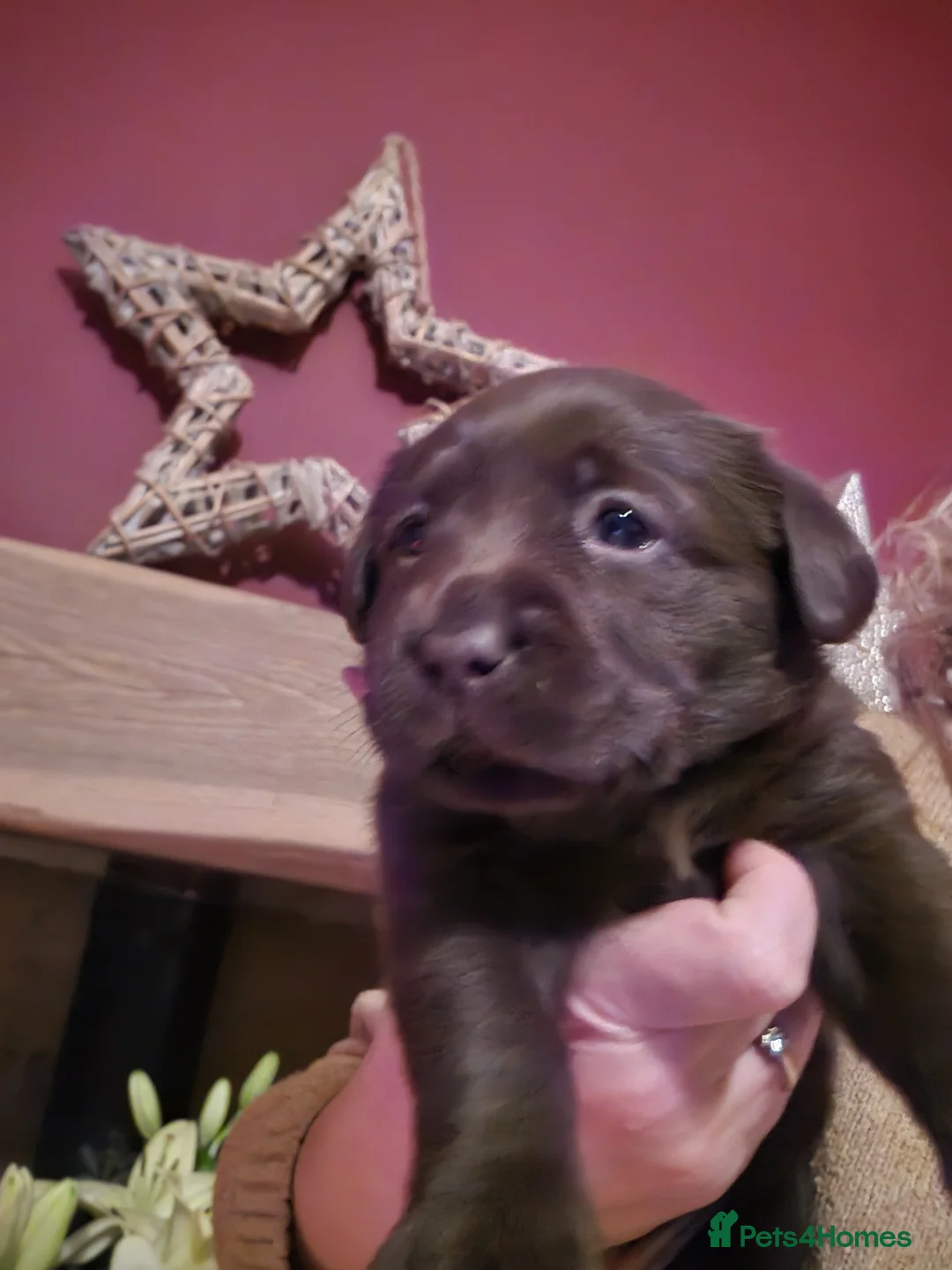 Labrador Retriever dogs for sale: Labrador Puppies - Advert 5