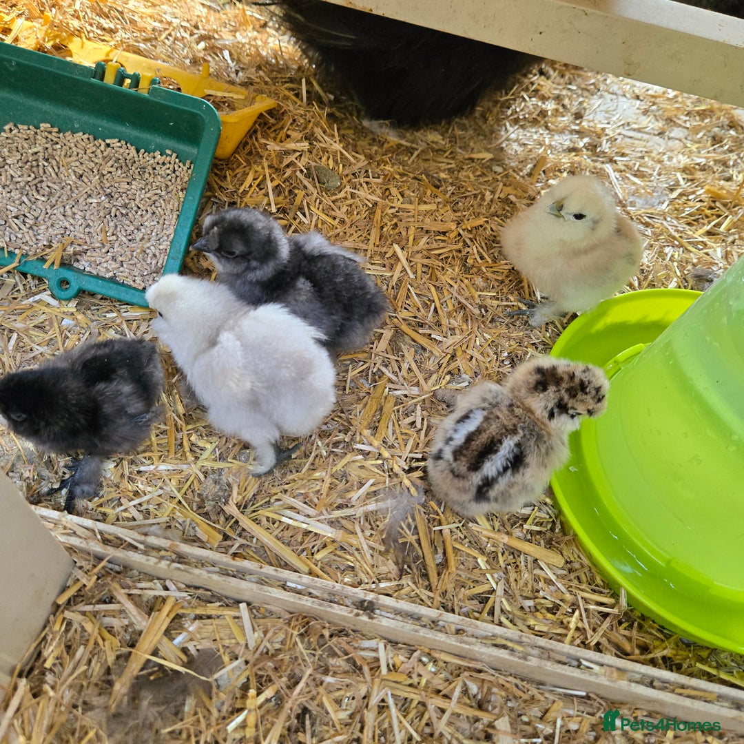 Chickens poultry for sale: 6 Silkie hatching eggs ( also chicks coming soon) in Colchester - Image 11