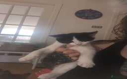 Mixed Breed cats for sale: Loving kittens for sale  - Image 3