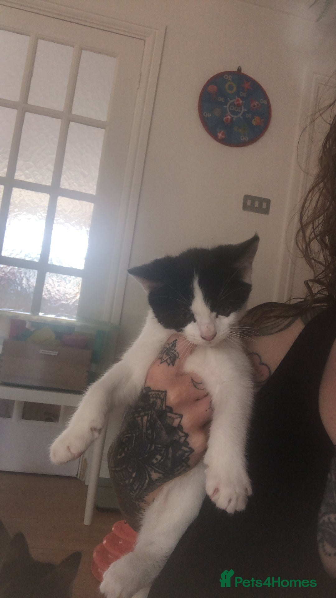 Mixed Breed cats for sale: Loving kittens for sale  - Image 3