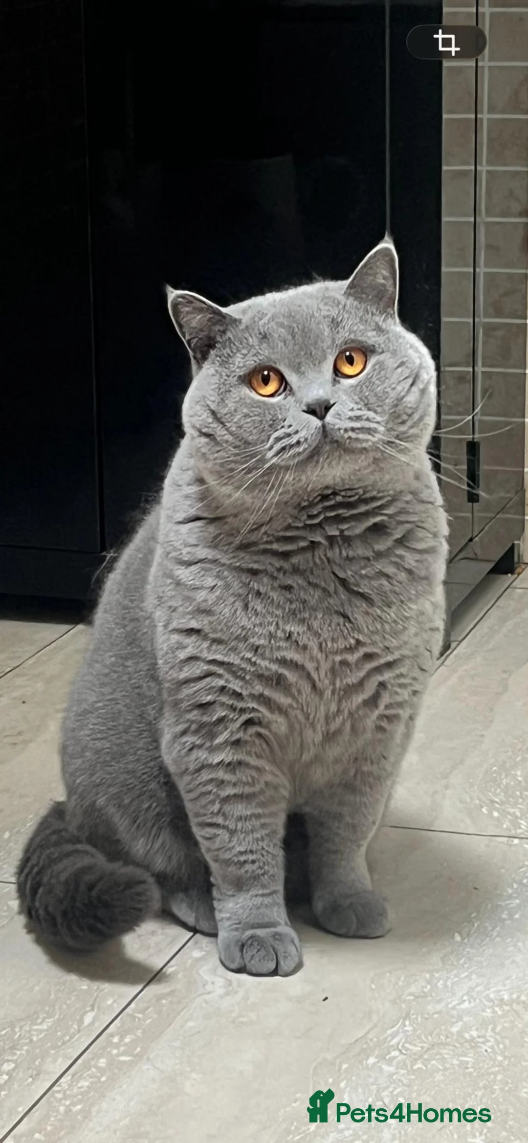 British Shorthair cats for sale: British Blue Shorthair Purebreed - Advert 7