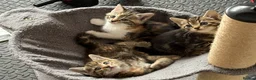 Mixed Breed cats for sale: 3 beautiful playful kittens  - Advert 12