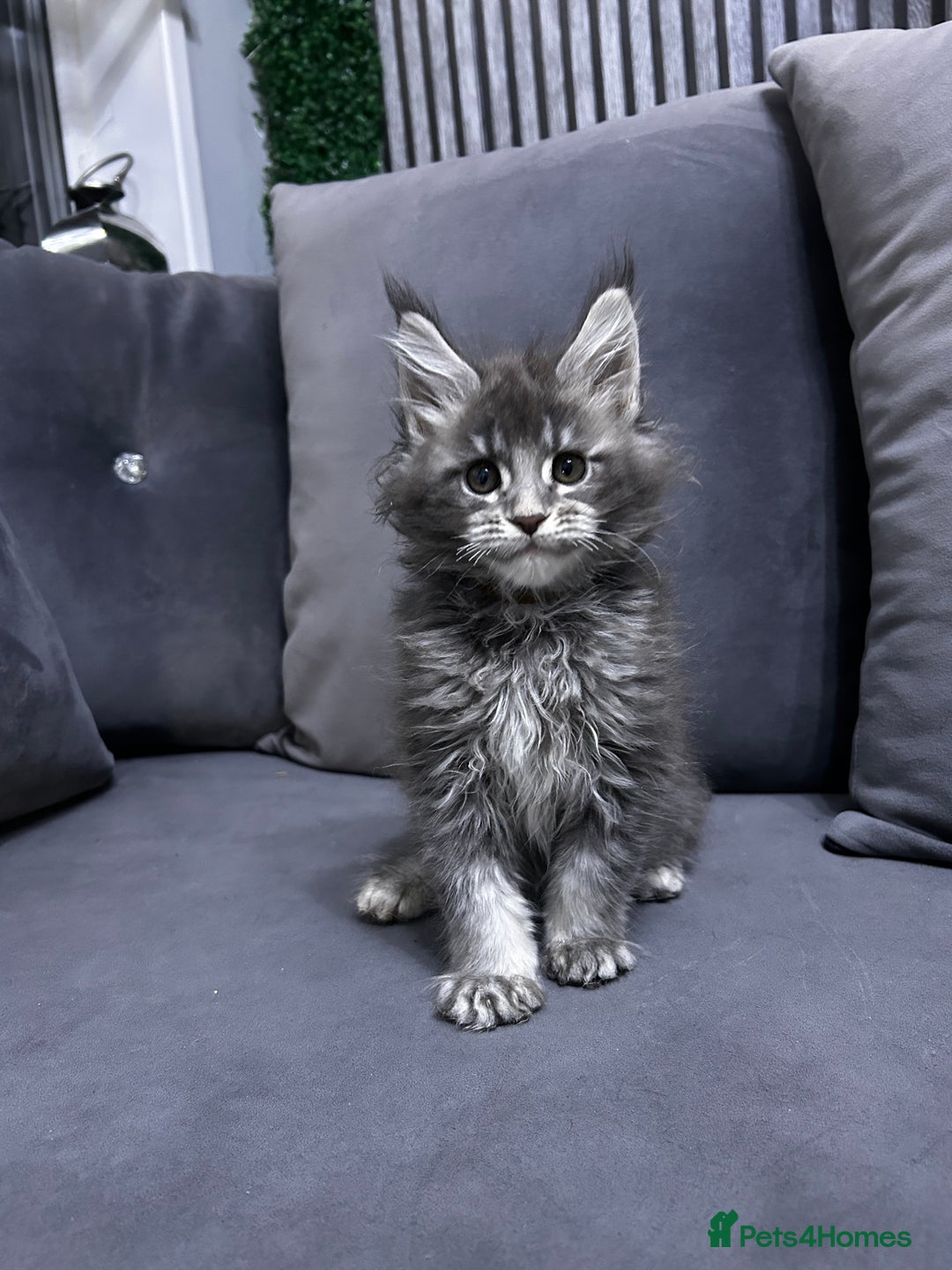 Maine Coon cats for sale: Maine Coon - Advert 7