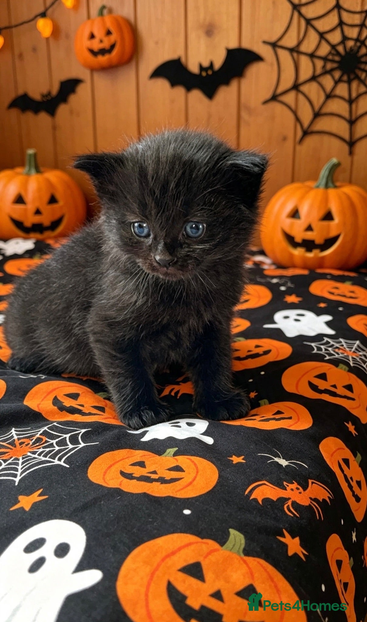 Mixed Breed cats Kittens - Advert 11