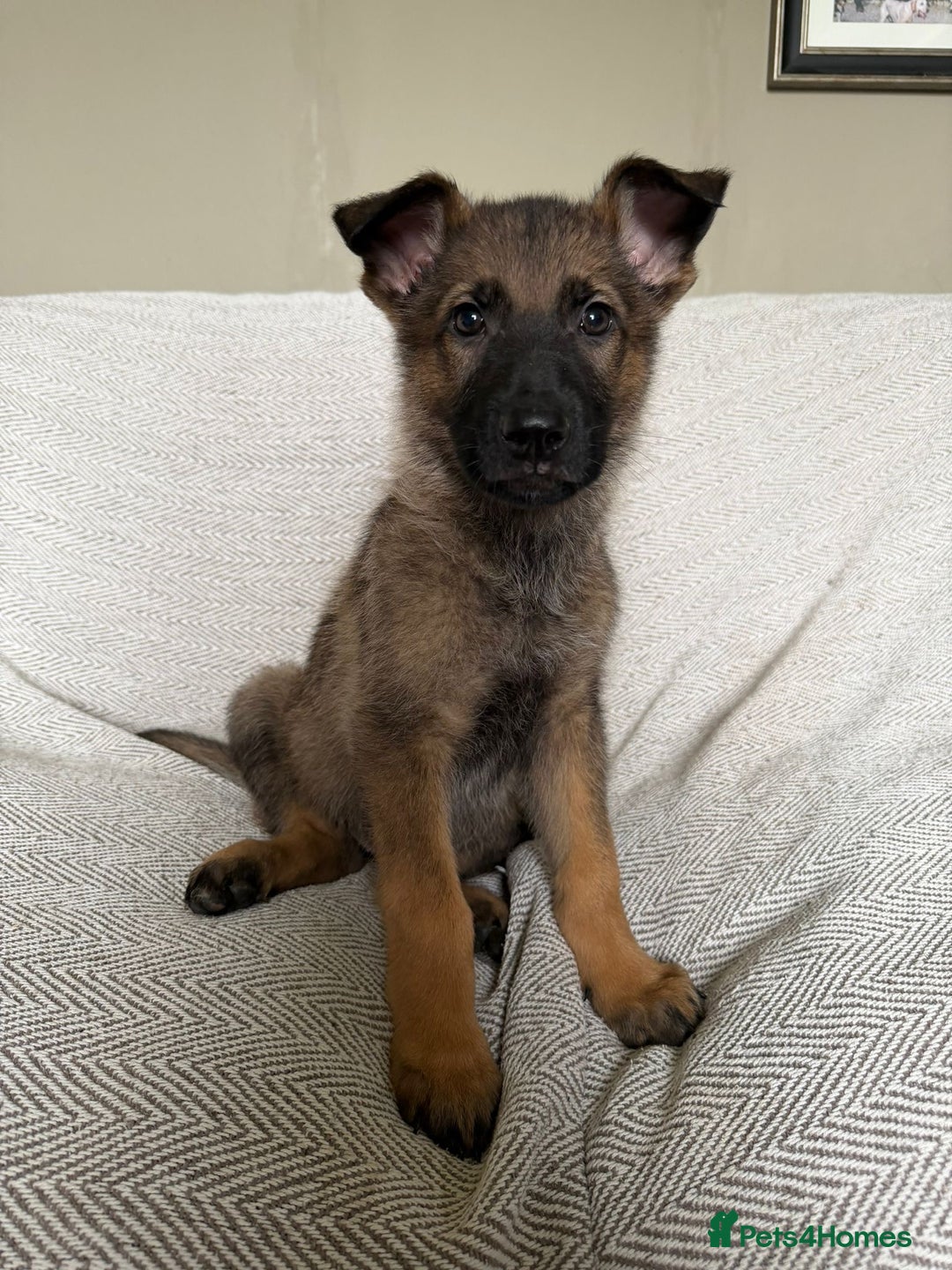 German Shepherd dogs for sale: BEAUTIFUL ALERT PUPS - Image 2