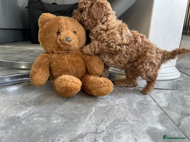 Maltipoo dogs Adorable tiny Maltipoo - Advert 4