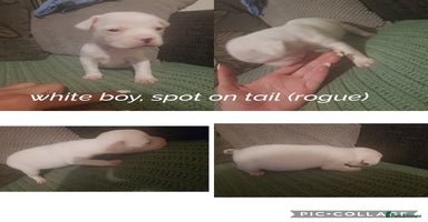 Mixed Breed dogs - Advert 7