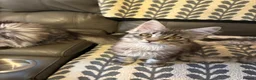 Maine Coon cats for sale: 3 Beautiful Maine Coon kittens forsale in Ammanford - Advert 15