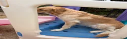 Mixed Breed dogs for sale: Magnificent blonde wolf dog puppies golden sarloos - Advert 14