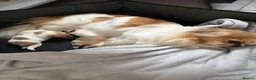 Mixed Breed dogs for sale: Mixed breed fluffs  - Advert 1