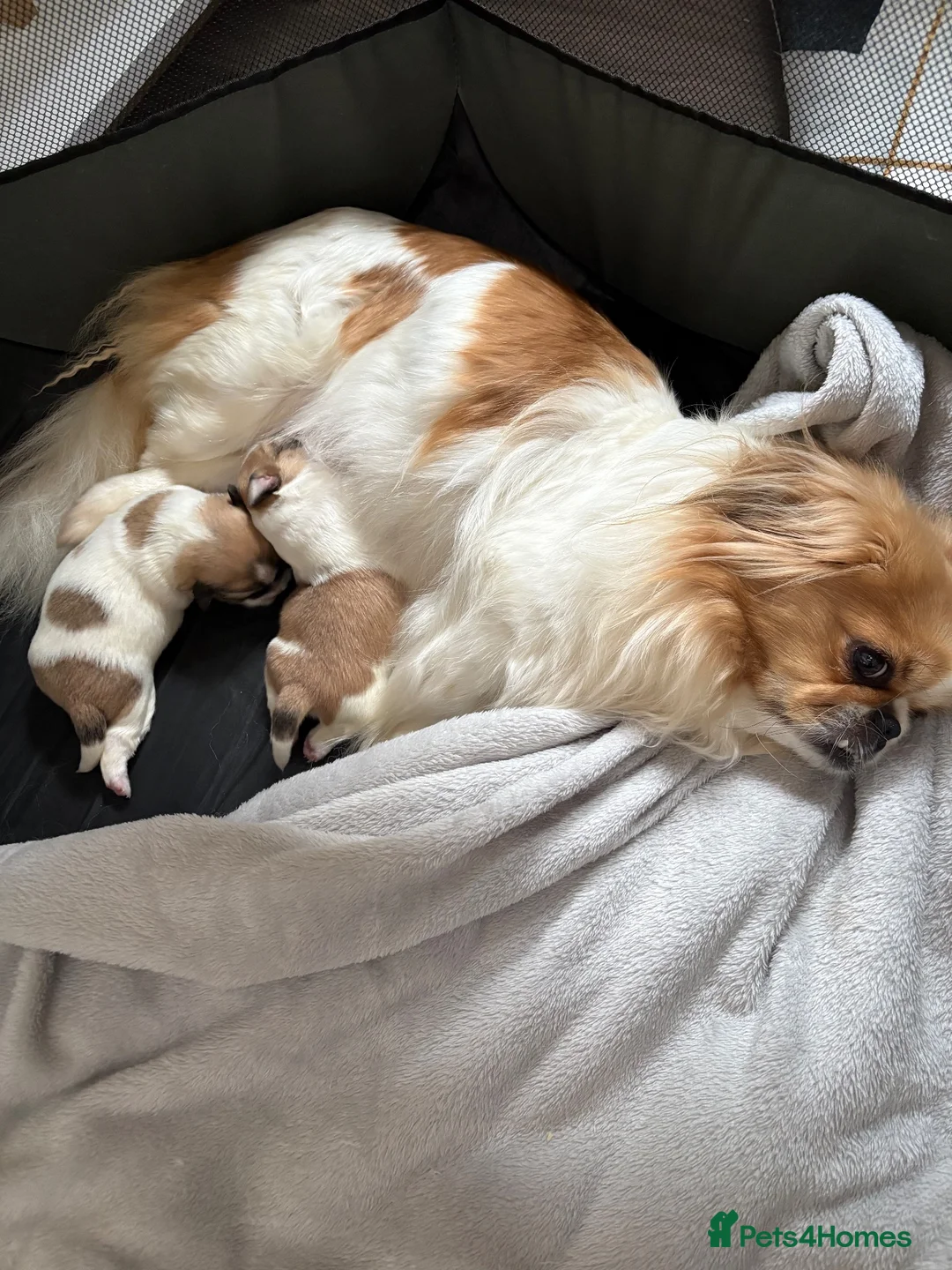 Mixed Breed dogs for sale: Mixed breed fluffs  - Advert 1