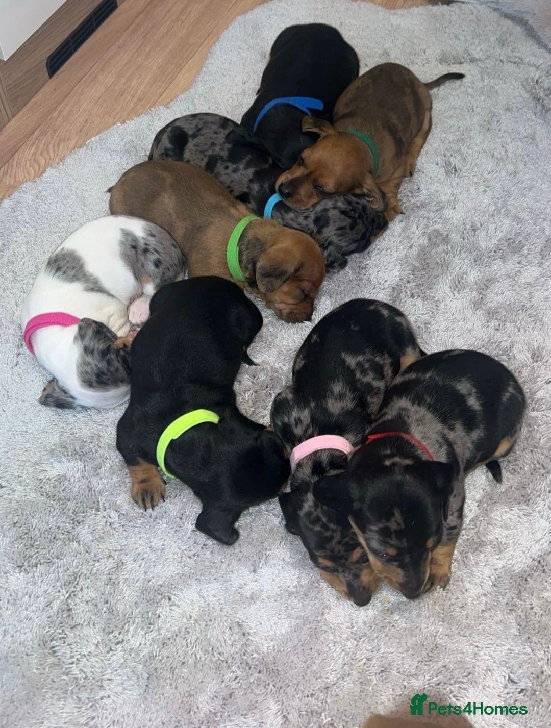 Dachshund dogs for sale: Adorable dachshund puppies ready for loving homes - Image 2