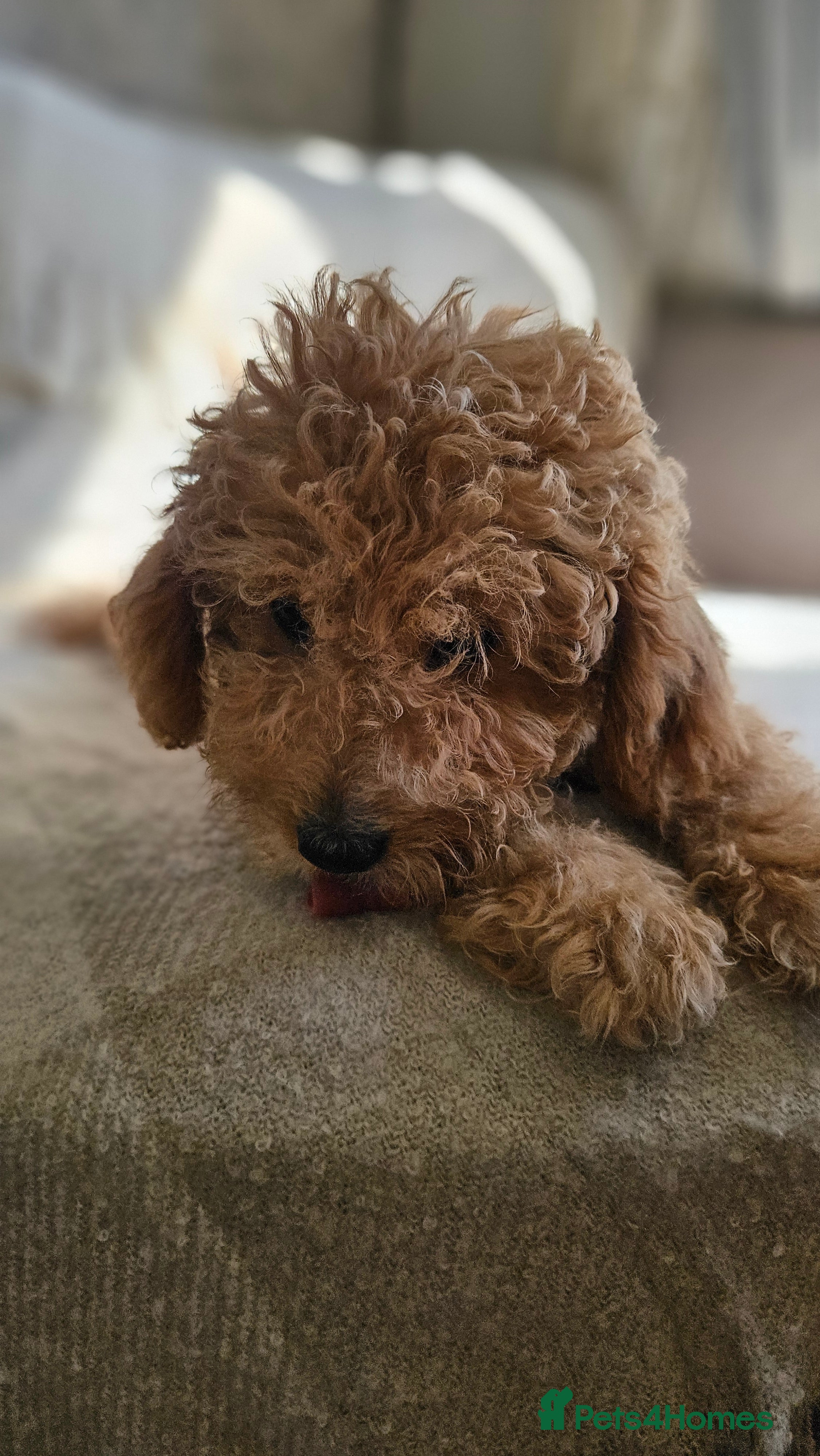 Mini Goldendoodle dogs Toy F1B golden doodle pups ~ ready to go.... - Advert 2
