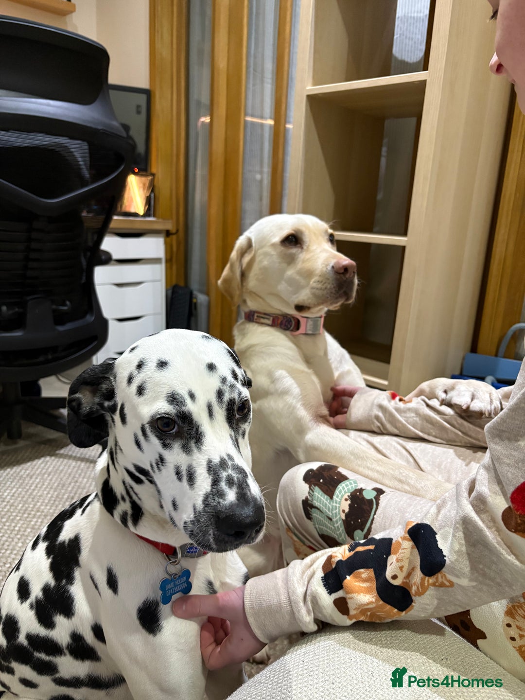 Dalmatian dogs for sale: Eric the Dalmatian Puppy - Advert 3