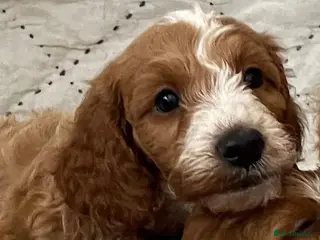 Cockapoo dogs AMAZING HEALTH CLEAR F1 COCKAPOO - Advert 7