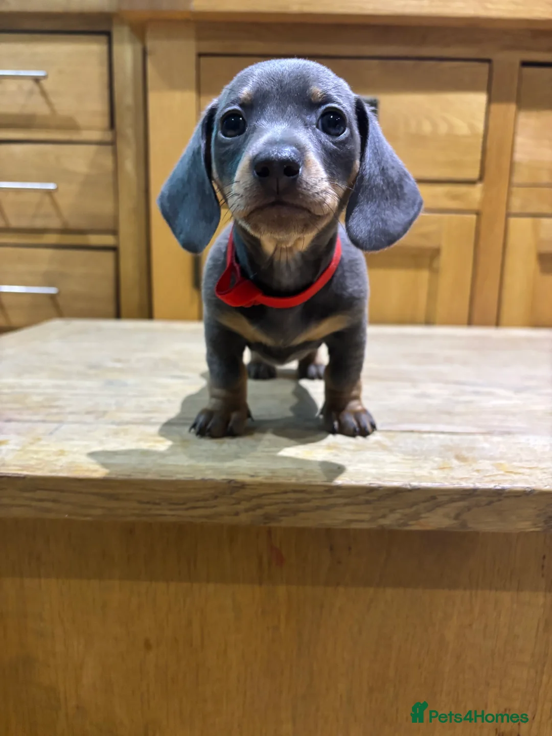 Miniature Dachshund dogs for sale: Miniature dachshunds ready for new homes 🤍 - Advert 6