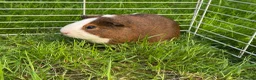 Guinea Pig rodents for sale: 3 Boys Guine Pig :) - Advert 2