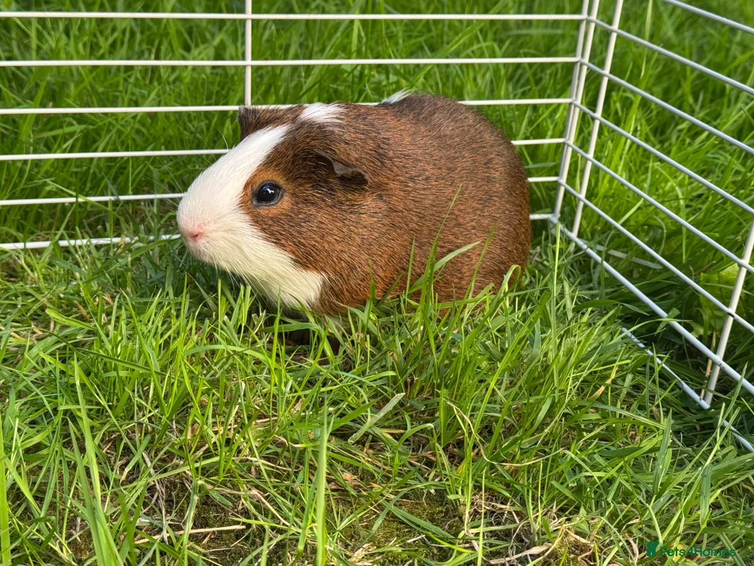 Guinea Pig rodents for sale: 3 Boys Guine Pig :) - Advert 2