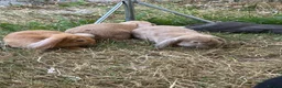 Dwarf Lop rabbits for sale: Dwarf Lops - Advert 8