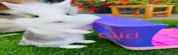 Lionhead rabbits for sale: 🐰 Beautiful Lionhead Baby Rabbits❤️ - Advert 3