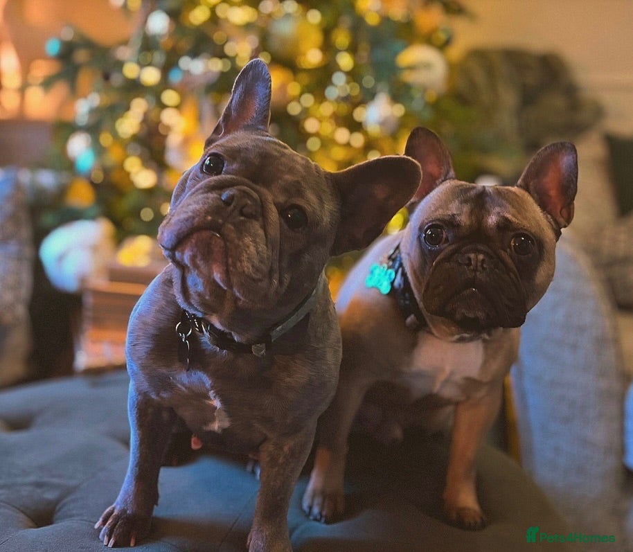French Bulldog dogs 2 French Bulldogs to rehome  - Advert 15