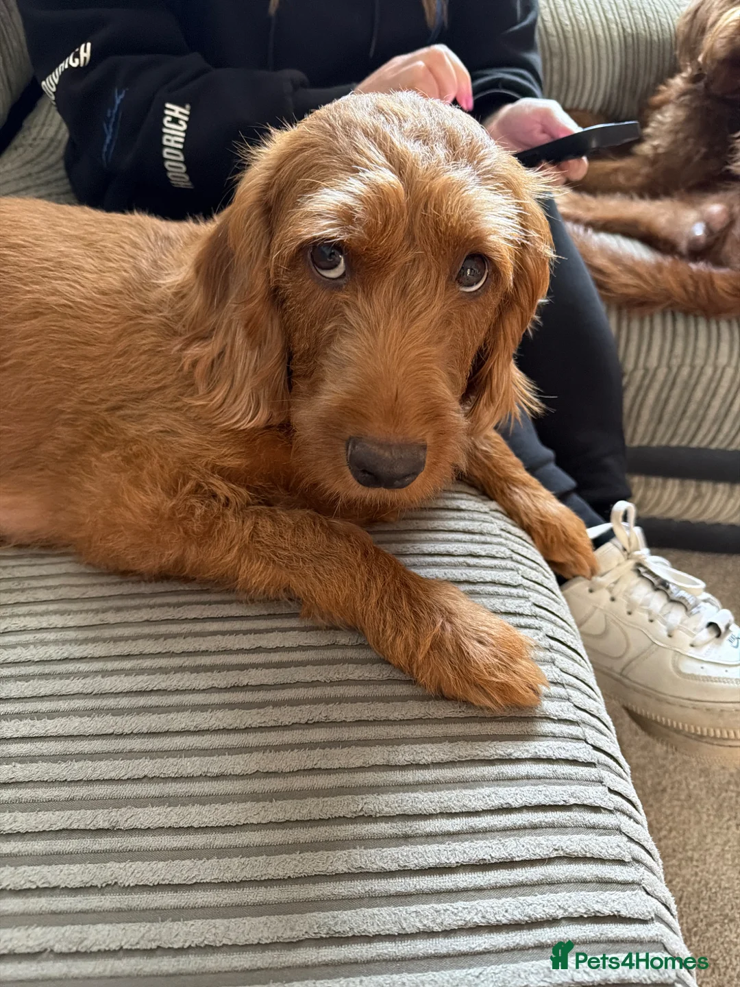 Labradoodle dogs for sale: Miniature f2b labradoodle puppies in New Romney - Advert 1