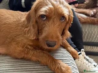 Labradoodle dogs Miniature f2b labradoodle puppies - Advert 4