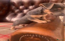 Jack Russell dogs for sale: Fantastic litter of miniature jr rare  colours  - Image 28