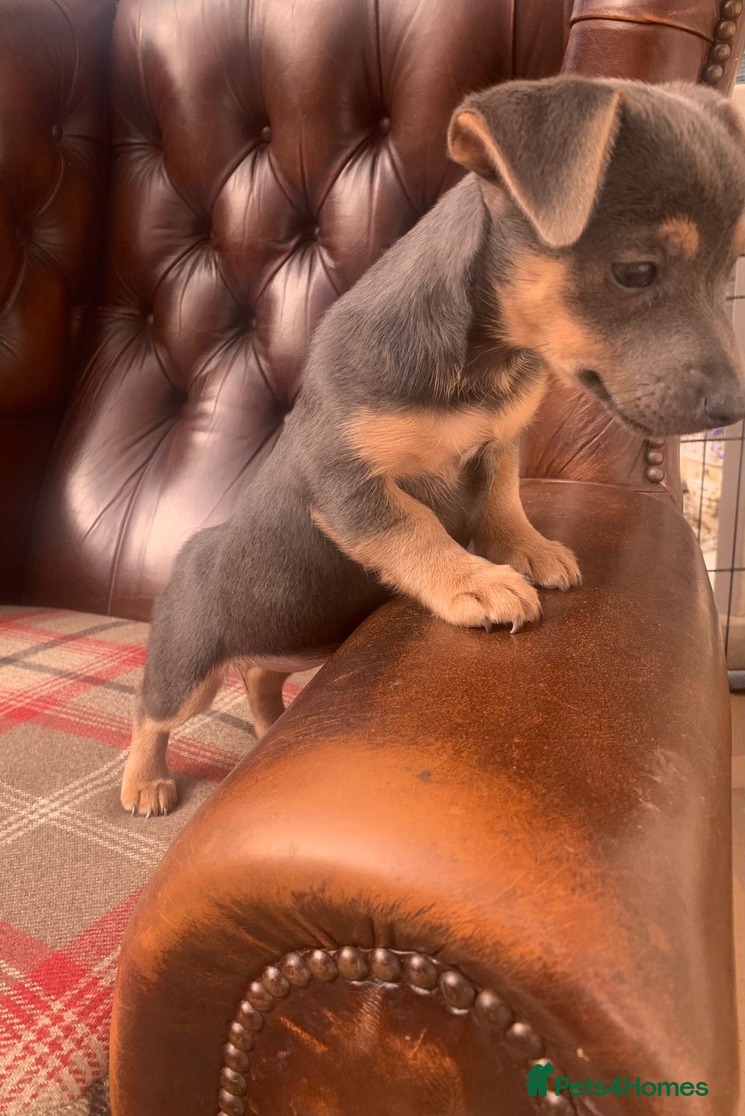 Jack Russell dogs for sale: Fantastic litter of miniature jr rare  colours  - Image 28
