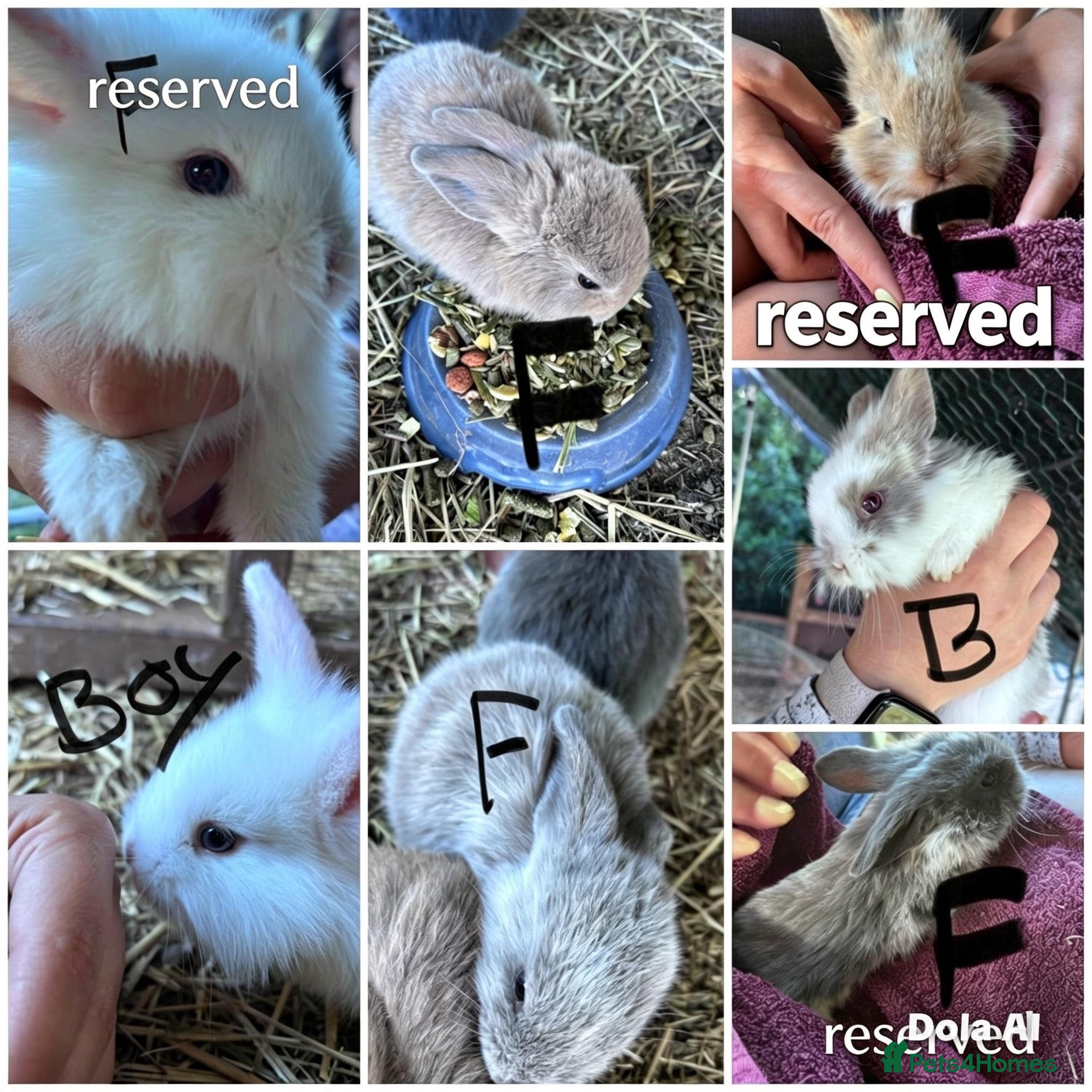 Mixed Breed rabbits Mixed lionhead/ mini loop rabbits  - Advert 21