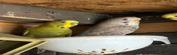 Budgerigars birds for sale: Aviary bred Budgies’s for sale - Advert 4