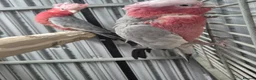 Cockatoo birds for sale: Pair of galahs - Advert 7