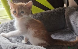 Mixed Breed cats for sale: Siberian cross ready to go!!! - Image 17