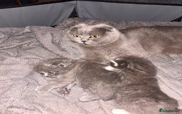 Scottish Fold cats for sale: 2 female Scottish fold cross kittens for sale  - Image 11
