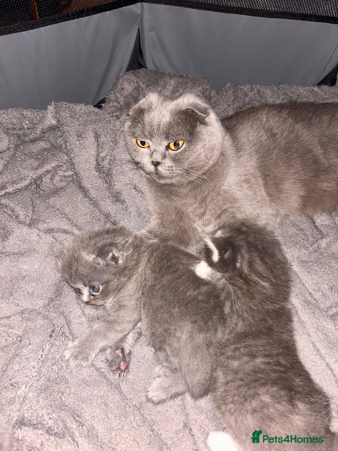 Scottish Fold cats for sale: 2 female Scottish fold cross kittens for sale  - Image 11