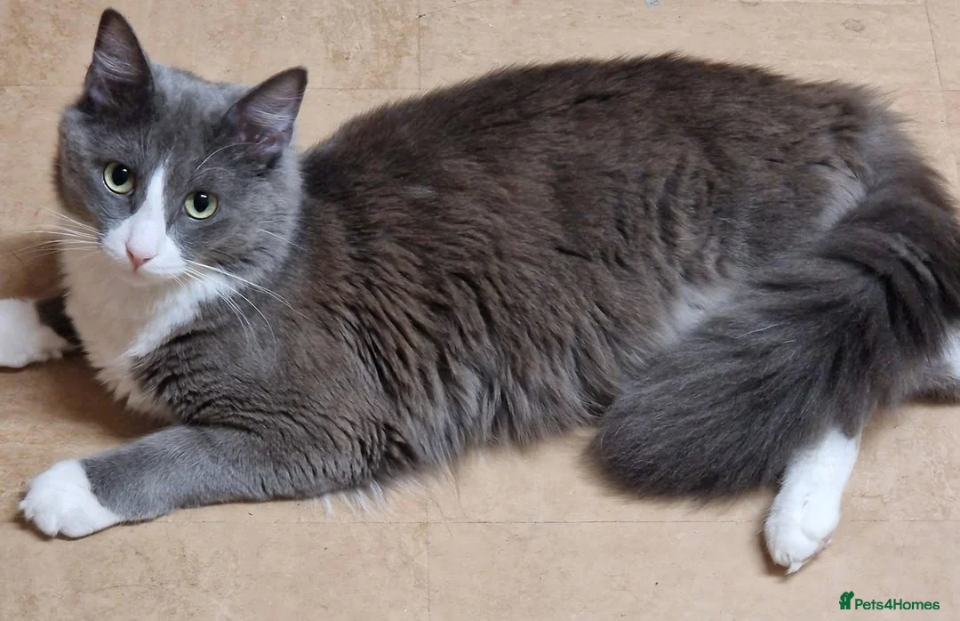 Siberian cats for sale: 4 beautiful kittens for sale - Advert 7