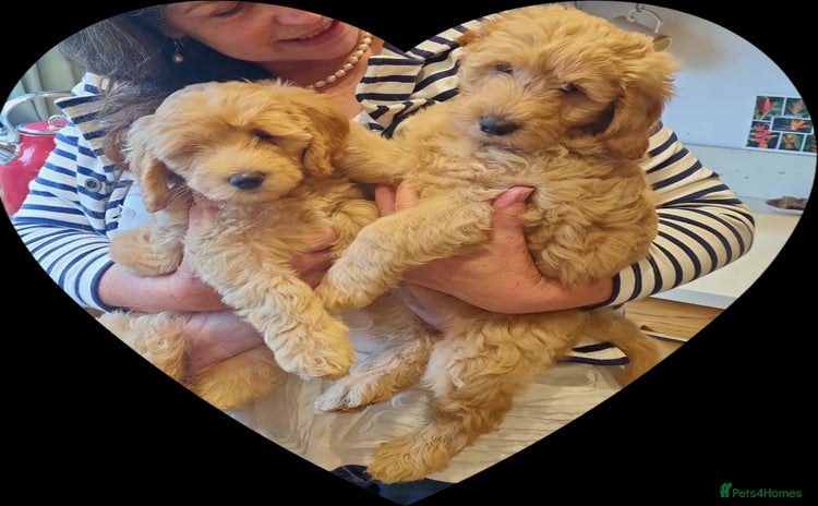 Labradoodle dogs - Advert 14