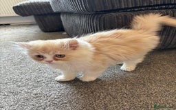 Persian cats for sale: 2 Persian kittens  - Image 3