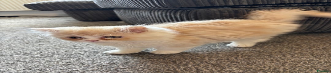Persian Kitten 1