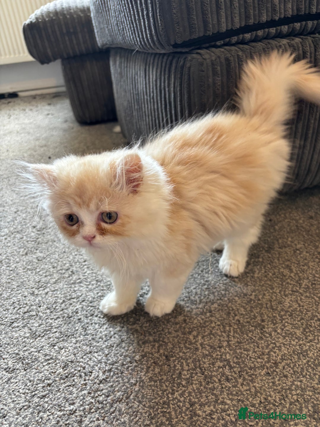Persian cats for sale: 2 Persian kittens  - Image 3