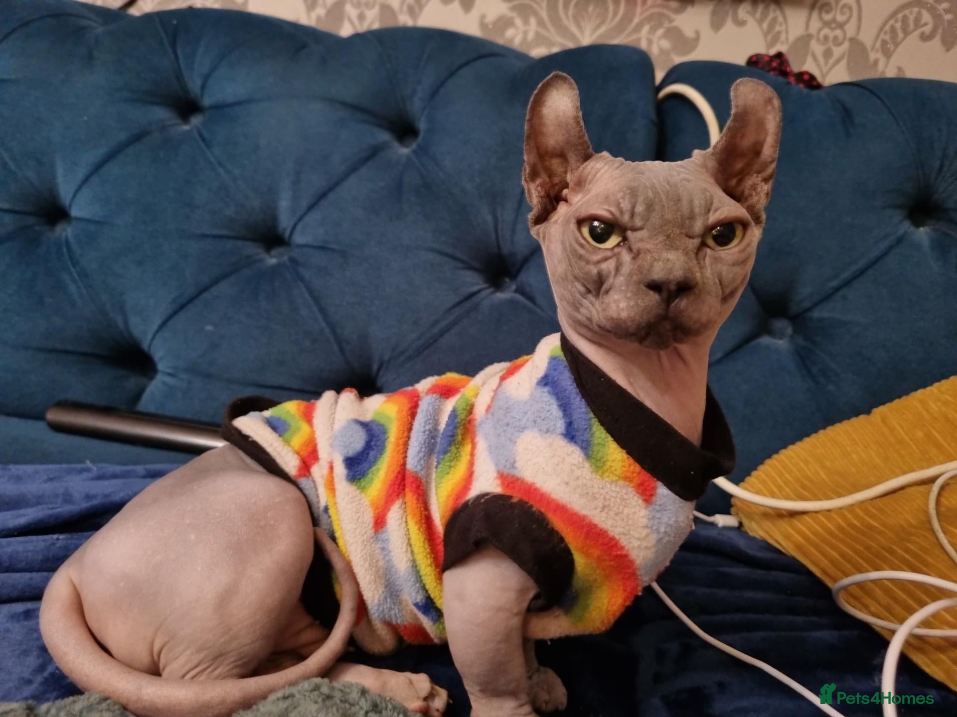 Sphynx cats Bambino Dwelf sphynx female with delivery - Advert 5