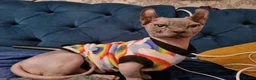 Sphynx cats for sale: Dwelf sphynx aka bully sphynx female - Advert 3