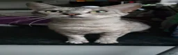 Mixed Breed cats for sale: Maine coon/Bengal kittens - Advert 6
